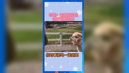 娱乐吃瓜模版